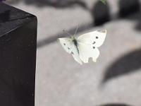 Weissling 15-07-2014